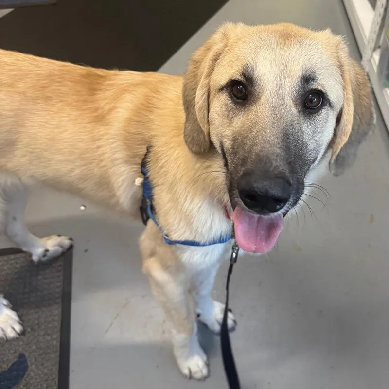An adult large-sized male Anatolian Shepherd dog named Huxley for adoption in Falls Church, VA
