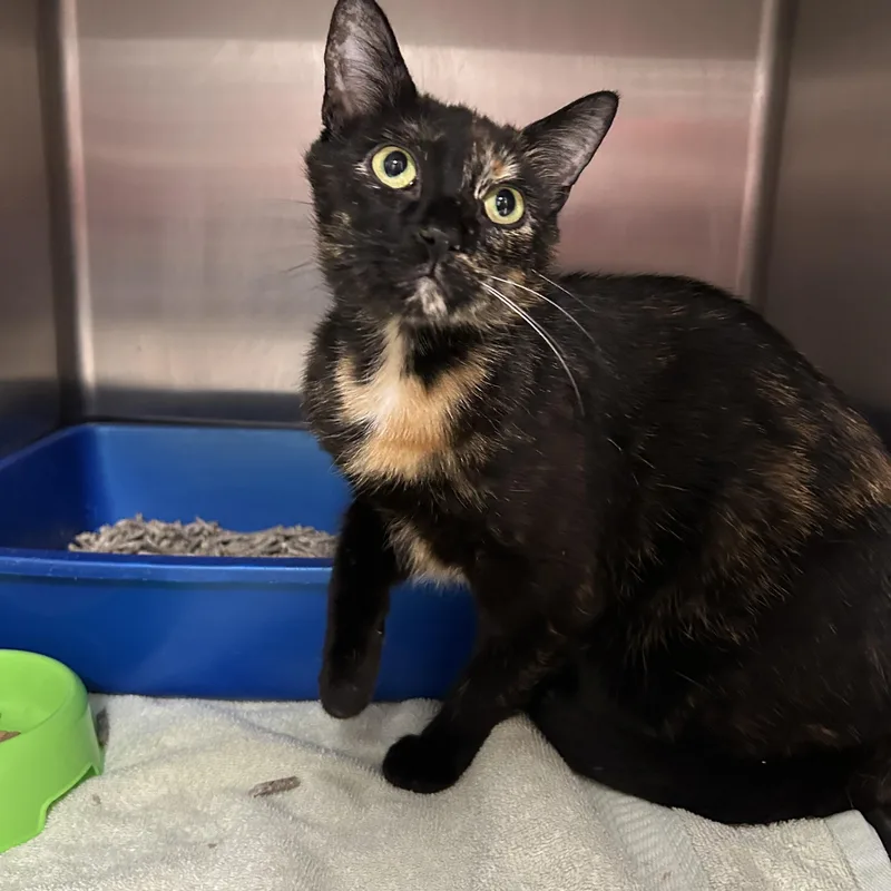 An adult medium-sized female Tortoiseshell cat named Chicago for adoption in La Grange Park, IL
