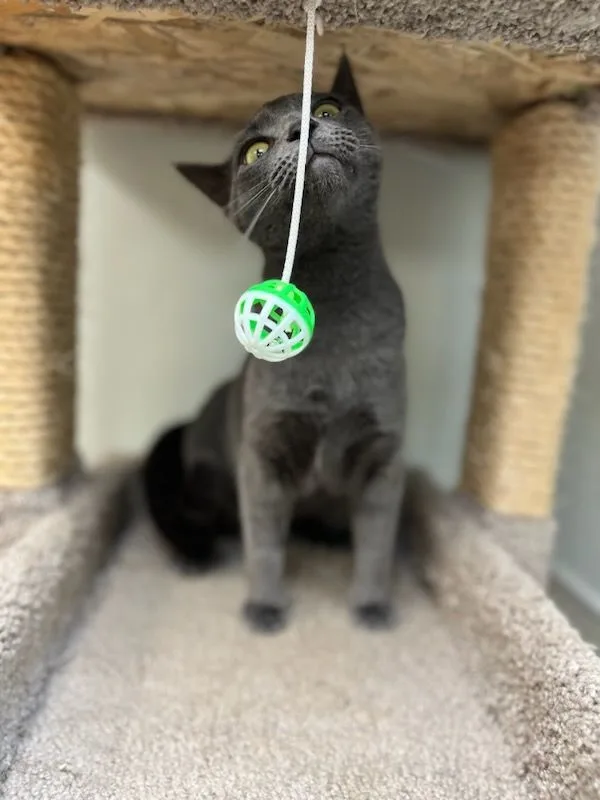 Desdemona thumbnail 2