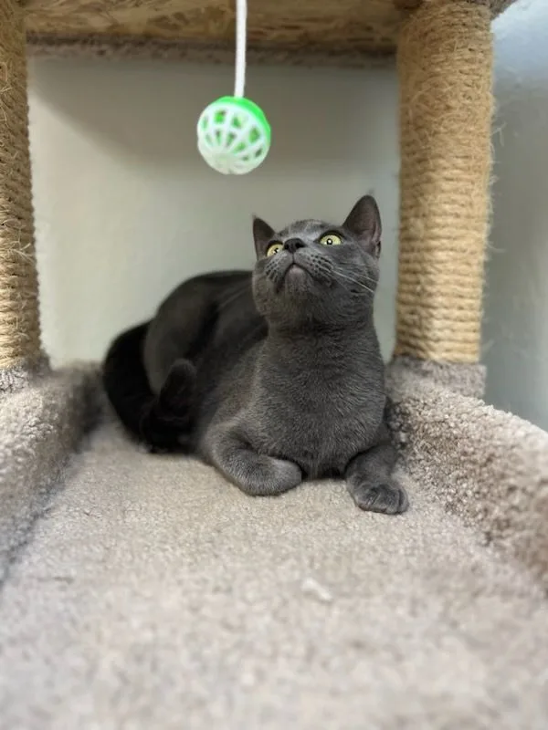 Desdemona thumbnail 3