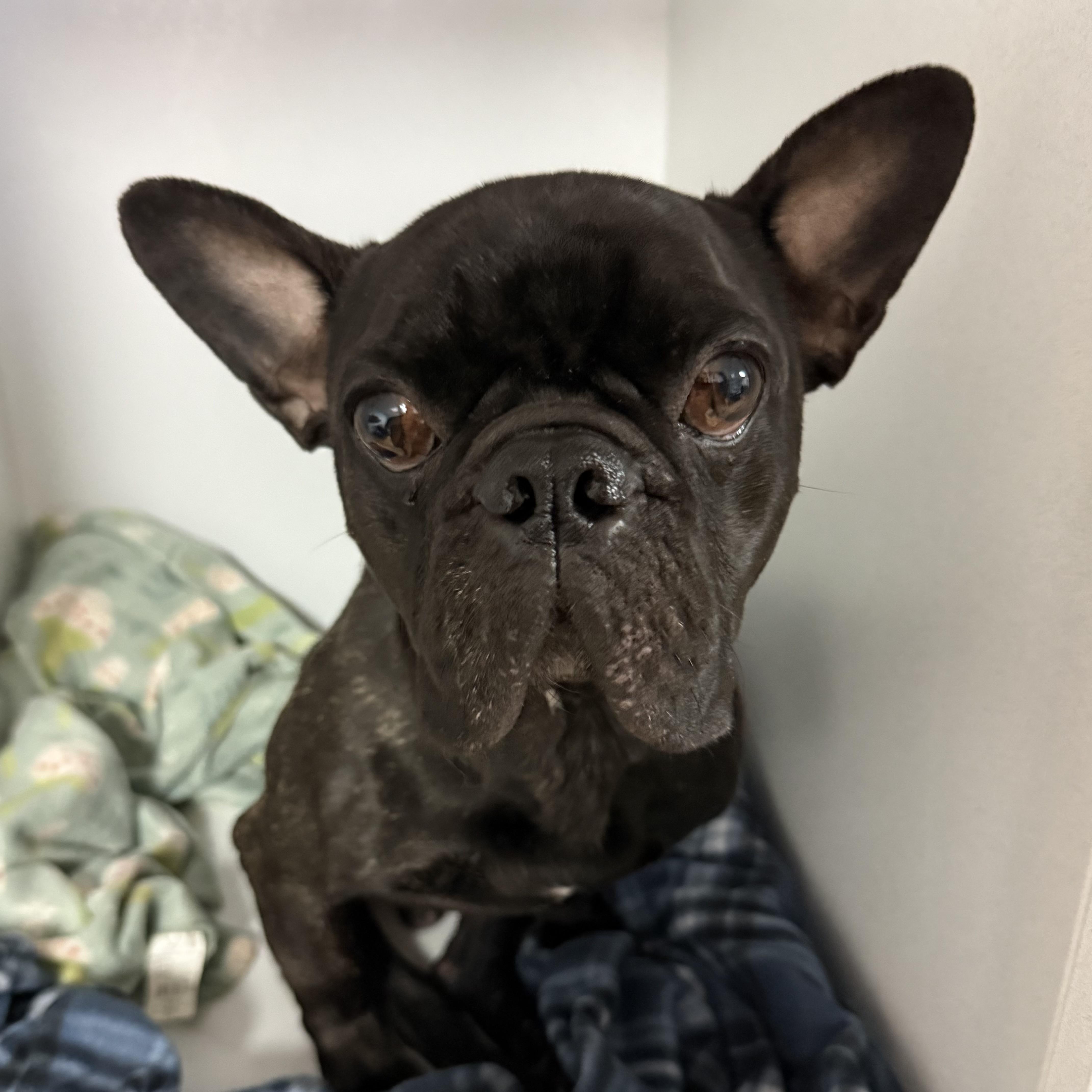 An adult medium-sized male Black French Bulldog dog named Ferguson for adoption in Columbia, SC