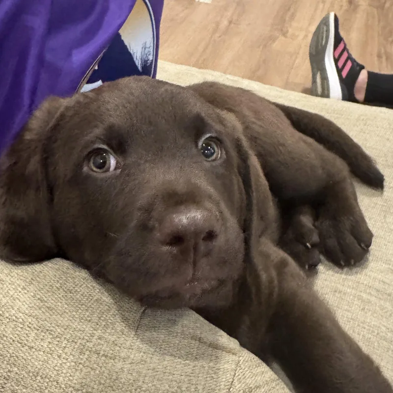 A baby large-sized male Labrador Retriever dog named Sol for adoption in Fort Worth, TX
