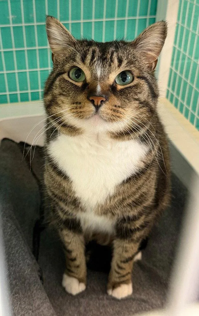 An adult medium-sized male Domestic Short Hair cat named Tad for adoption in St. Helens, OR