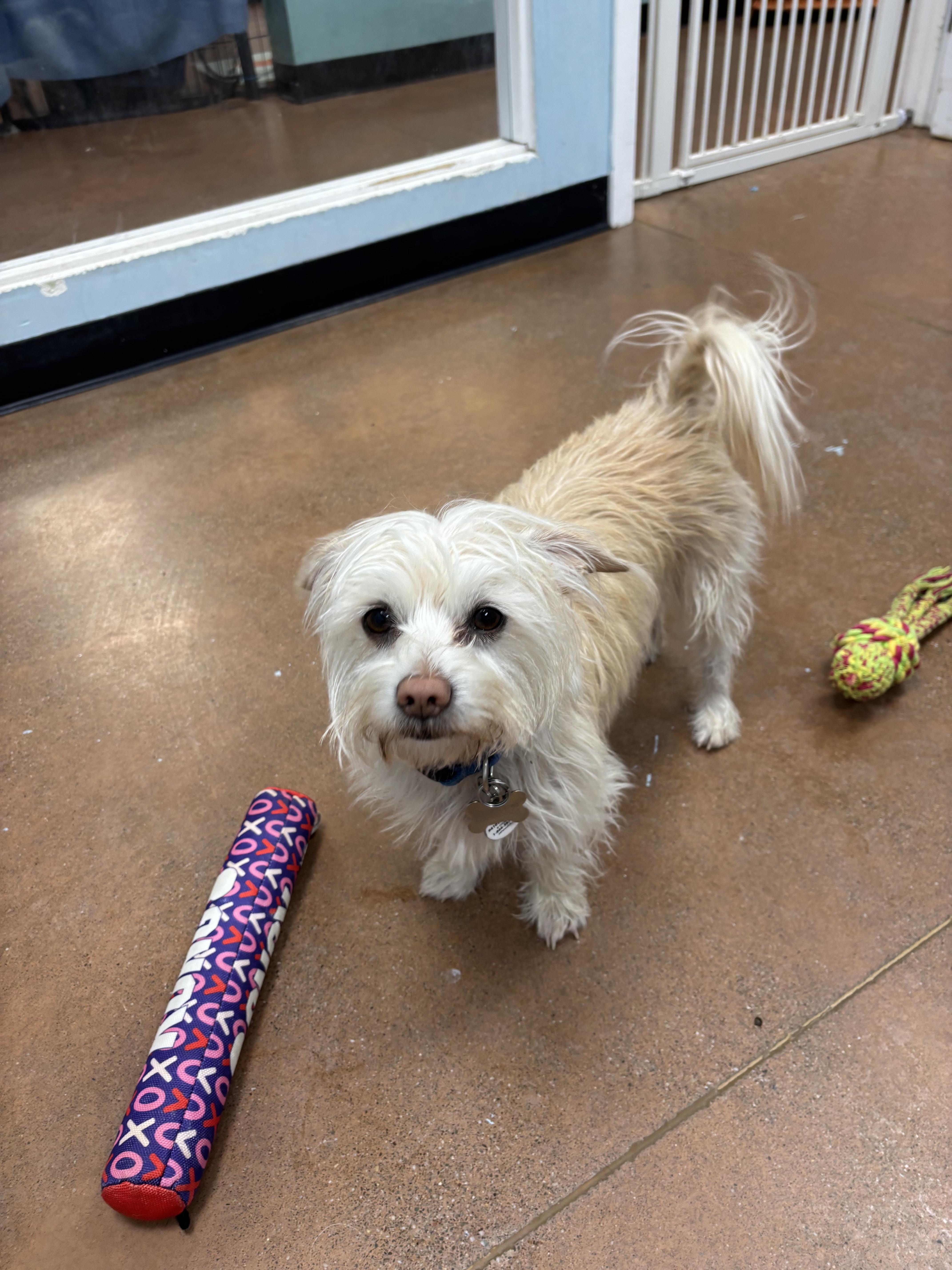 An adult small-sized male Terrier dog named Wally for adoption in Lafayette, CA