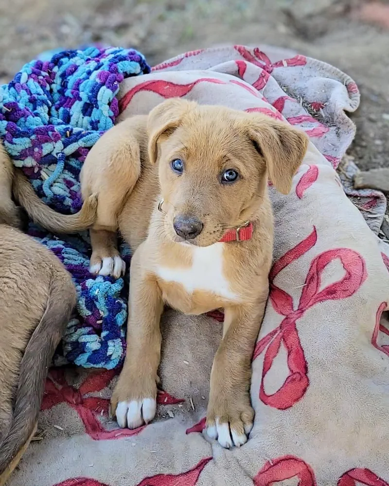 A baby large-sized male Labrador Retriever dog named Coachella for adoption in Anza, CA