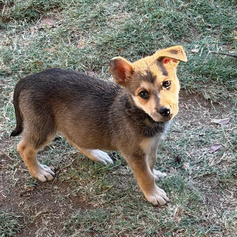A baby medium-sized female Yellow / Tan / Blond / Fawn Shepherd dog named Cindy for adoption in Sacramento, CA
