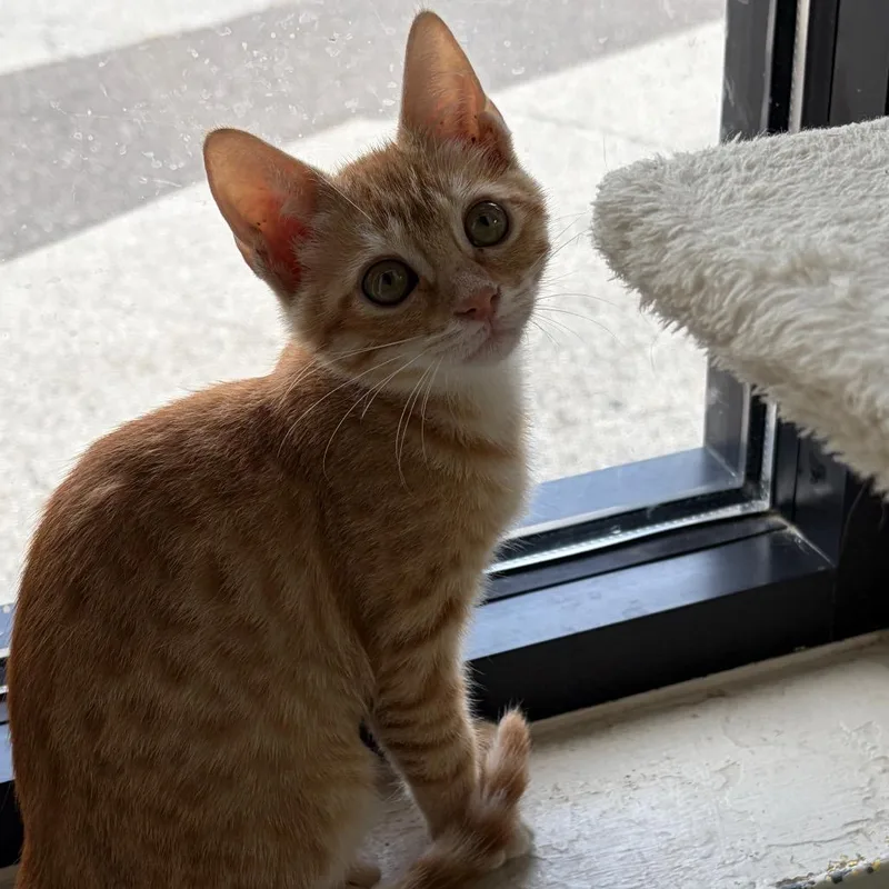 A baby small-sized female Orange / Red Domestic Short Hair cat named McNugget for adoption in Gainesville, FL
