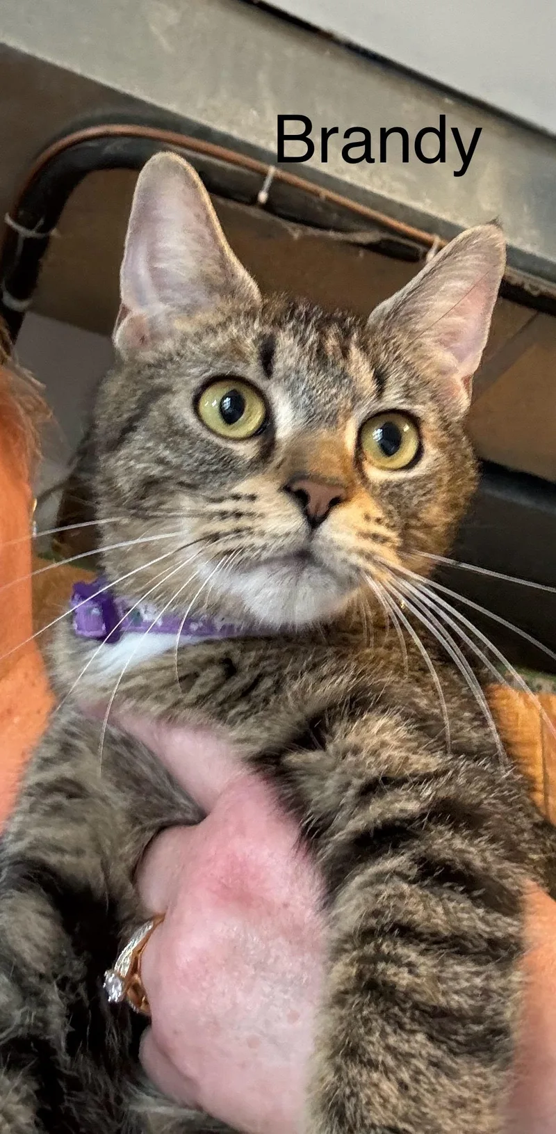 An adult medium-sized female Tabby cat named Brandy for adoption in Ludington, MI