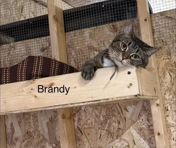 Brandy thumbnail 2