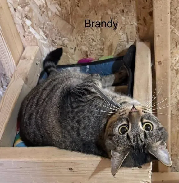 Brandy thumbnail 4