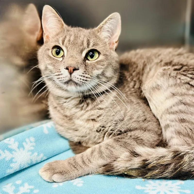 An adult medium-sized male Tabby (Gray / Blue / Silver) Domestic Short Hair cat named Bama for adoption in Jackson, NJ