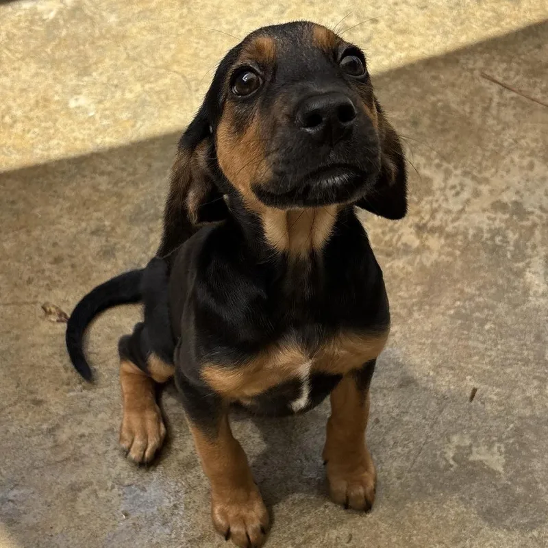 A baby small-sized female Black Beagle dog named Fozzie for adoption in Freeport, FL