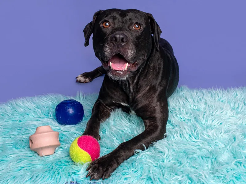 A young medium-sized female Pit Bull Terrier dog named Sunny D for adoption in Palo Alto, CA