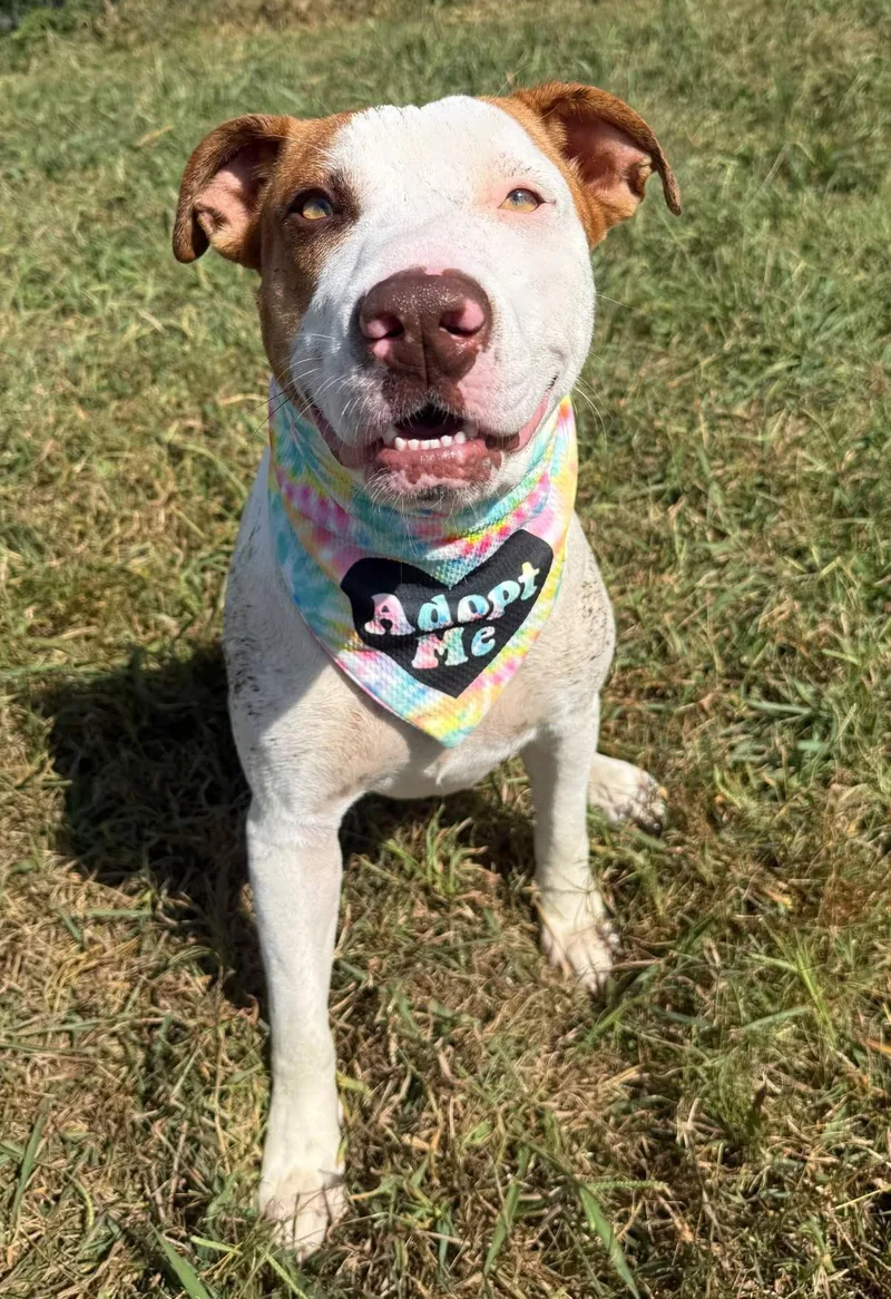 An adult medium-sized female Pit Bull Terrier dog named Lola for adoption in Lebanon, TN