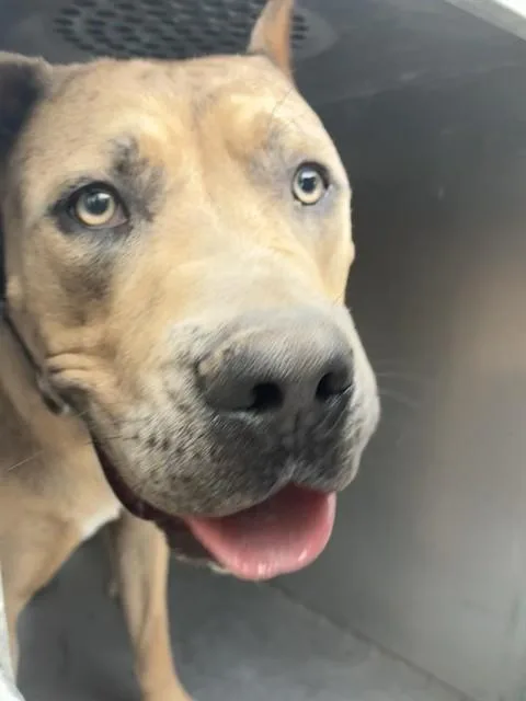 An adult large-sized male Cane Corso dog named Marble for adoption in Mesa, AZ