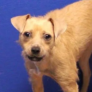 A young small-sized female Apricot / Beige Terrier dog named 26-00730 for adoption in Fredericksburg, VA