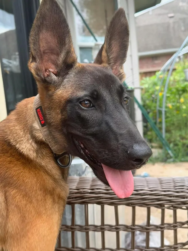 Dani
