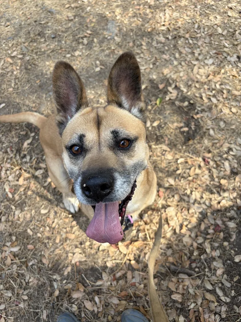An adult medium-sized female Yellow / Tan / Blond / Fawn Carolina Dog dog named Frida for adoption in Sonora, CA