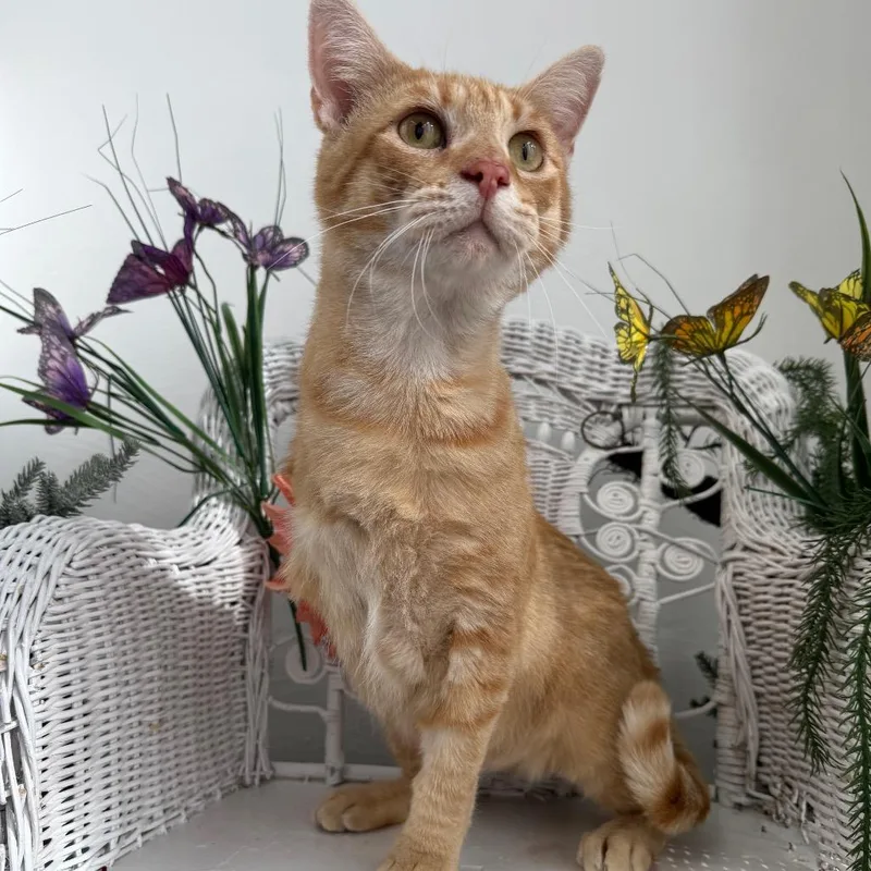 Gene From Accounting thumbnail 3