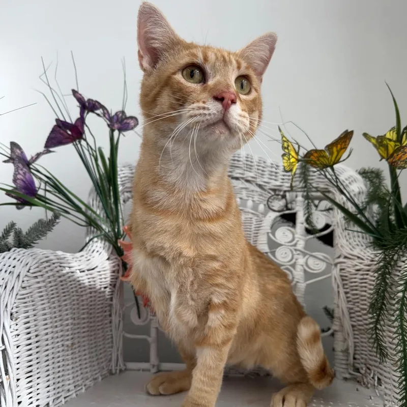 Gene From Accounting thumbnail 5