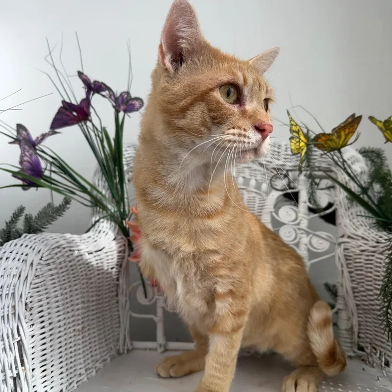 Gene From Accounting thumbnail 6