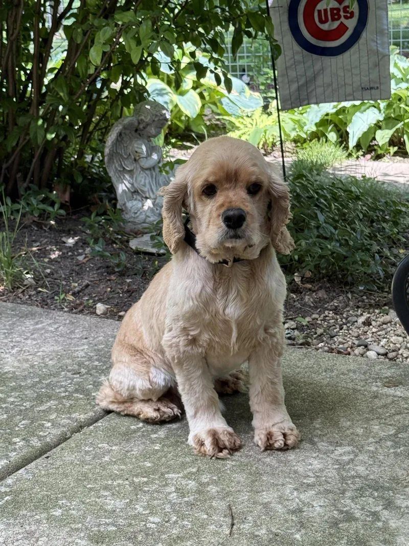 An adult small-sized male Cocker Spaniel dog named Marty for adoption in Wheaton, IL