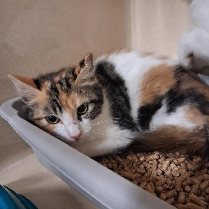 A baby medium-sized female Domestic Short Hair cat named Sally for adoption in Gautier, MS