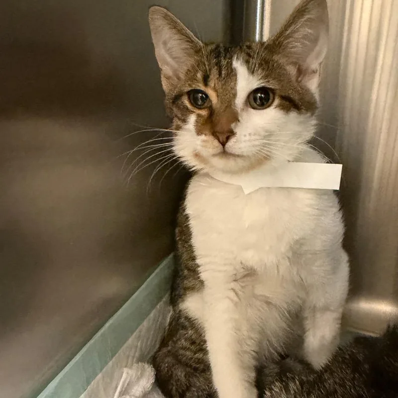 A baby small-sized male Gray / Blue / Silver Domestic Short Hair cat named Lil Guy for adoption in Jacksonville, FL