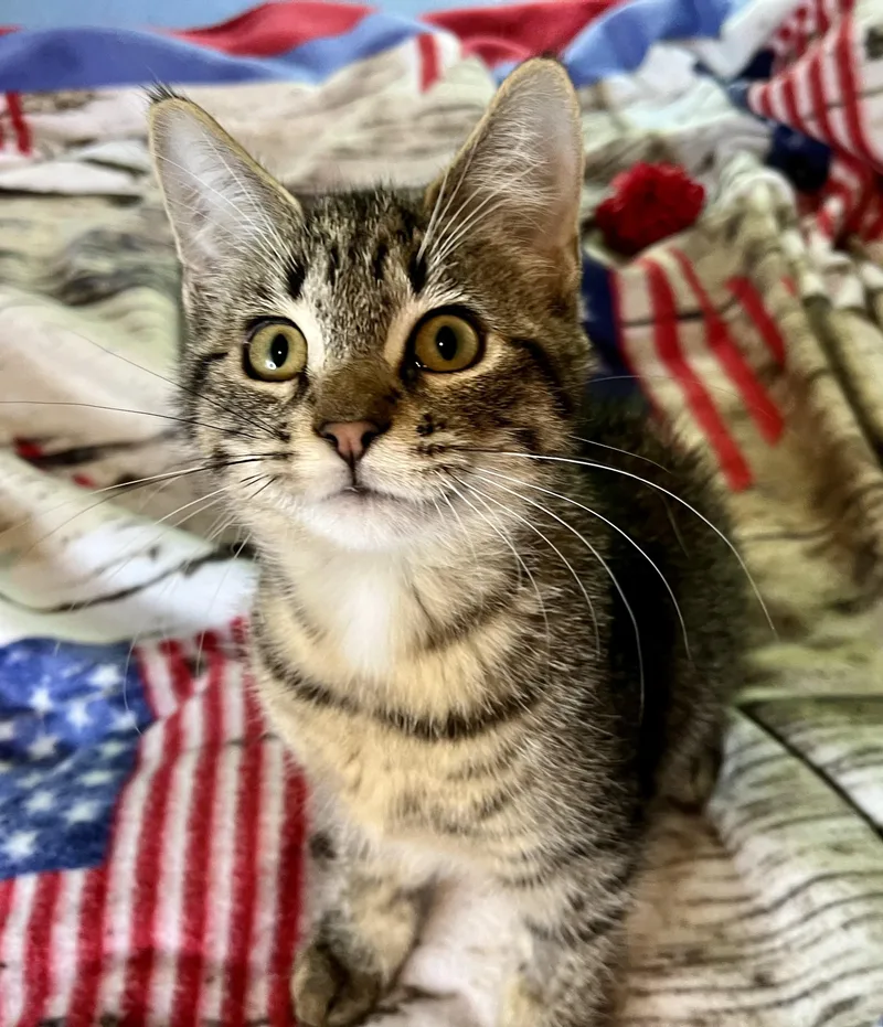 A baby medium-sized female Tabby (Brown / Chocolate) Domestic Short Hair cat named Kyra for adoption in Rocky Hill, CT