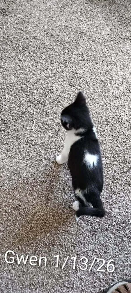 An adult medium-sized female Black & White / Tuxedo Domestic Short Hair cat named Gwendolyn for adoption in Boone, CO