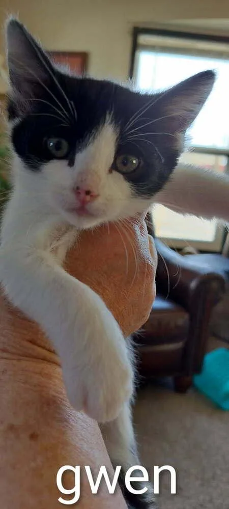 Gwendolyn thumbnail 2