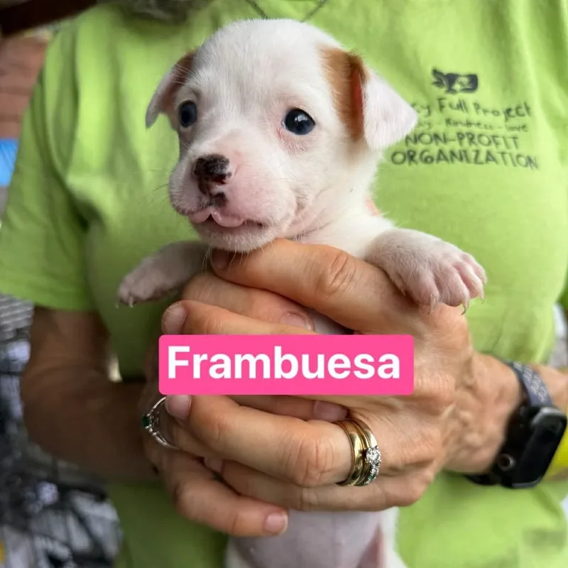Frambuesa
