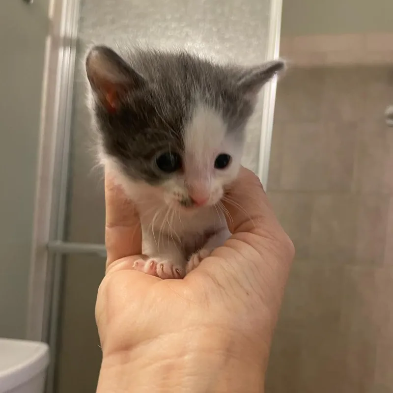 A baby small-sized male White Domestic Short Hair cat named Pizzelle for adoption in Bel Air, MD