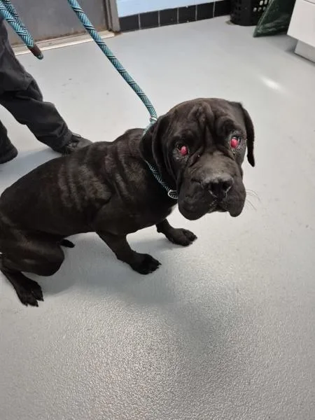 A young large-sized female Cane Corso dog named Ic for adoption in Lawrenceville, GA