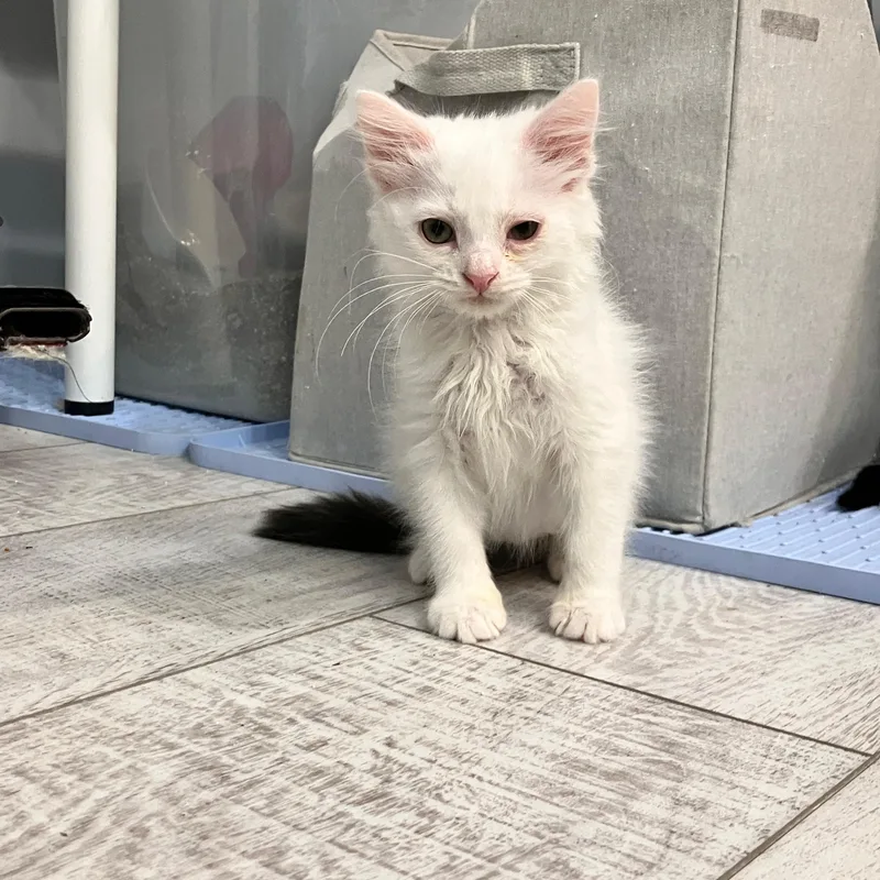 A baby medium-sized female White Domestic Long Hair cat named Bluebell for adoption in Moriches, NY