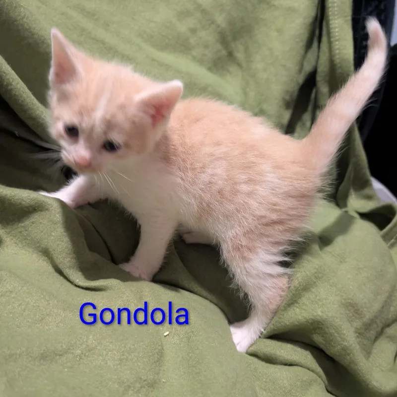 A baby small-sized male Buff / Tan / Fawn Domestic Short Hair cat named Gondola for adoption in Carmel, IN