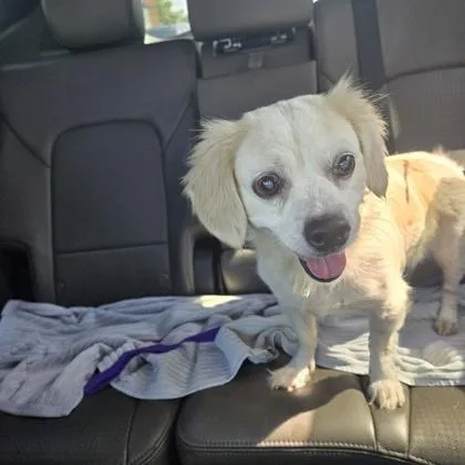 An adult small-sized female White / Cream Mixed Breed dog named Lou Lou for adoption in Baltimore, MD