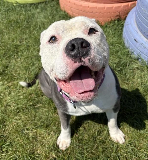 An adult large-sized male Pit Bull Terrier dog named Kone for adoption in Sioux City, IA