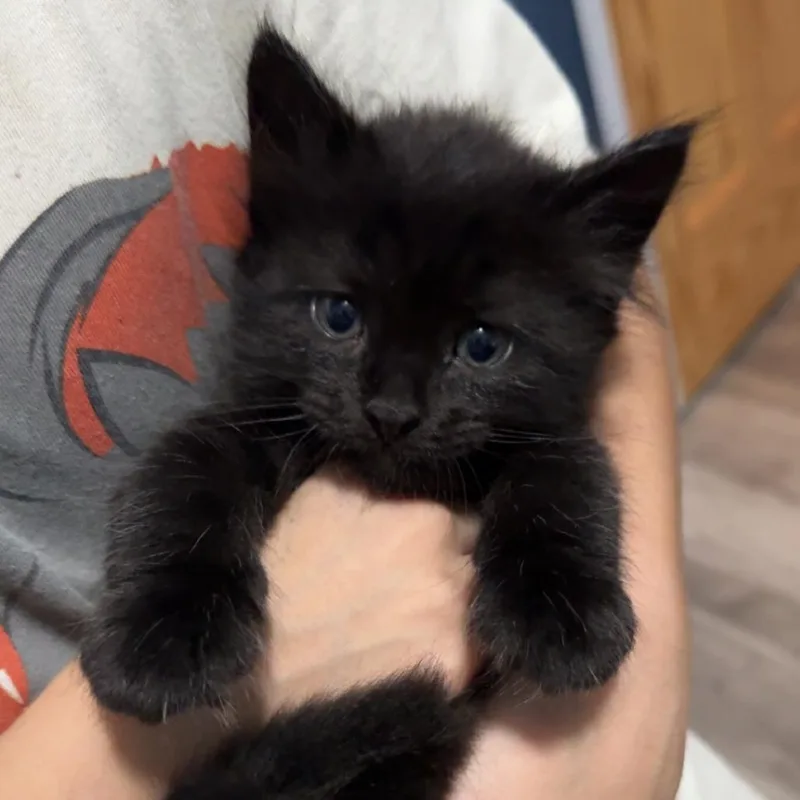 A baby small-sized male Domestic Medium Hair cat named Reign C for adoption in Princeton, MN