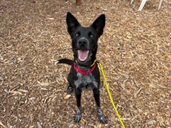 A young medium-sized female Belgian Shepherd / Malinois dog named Socks for adoption in Santa Cruz, CA
