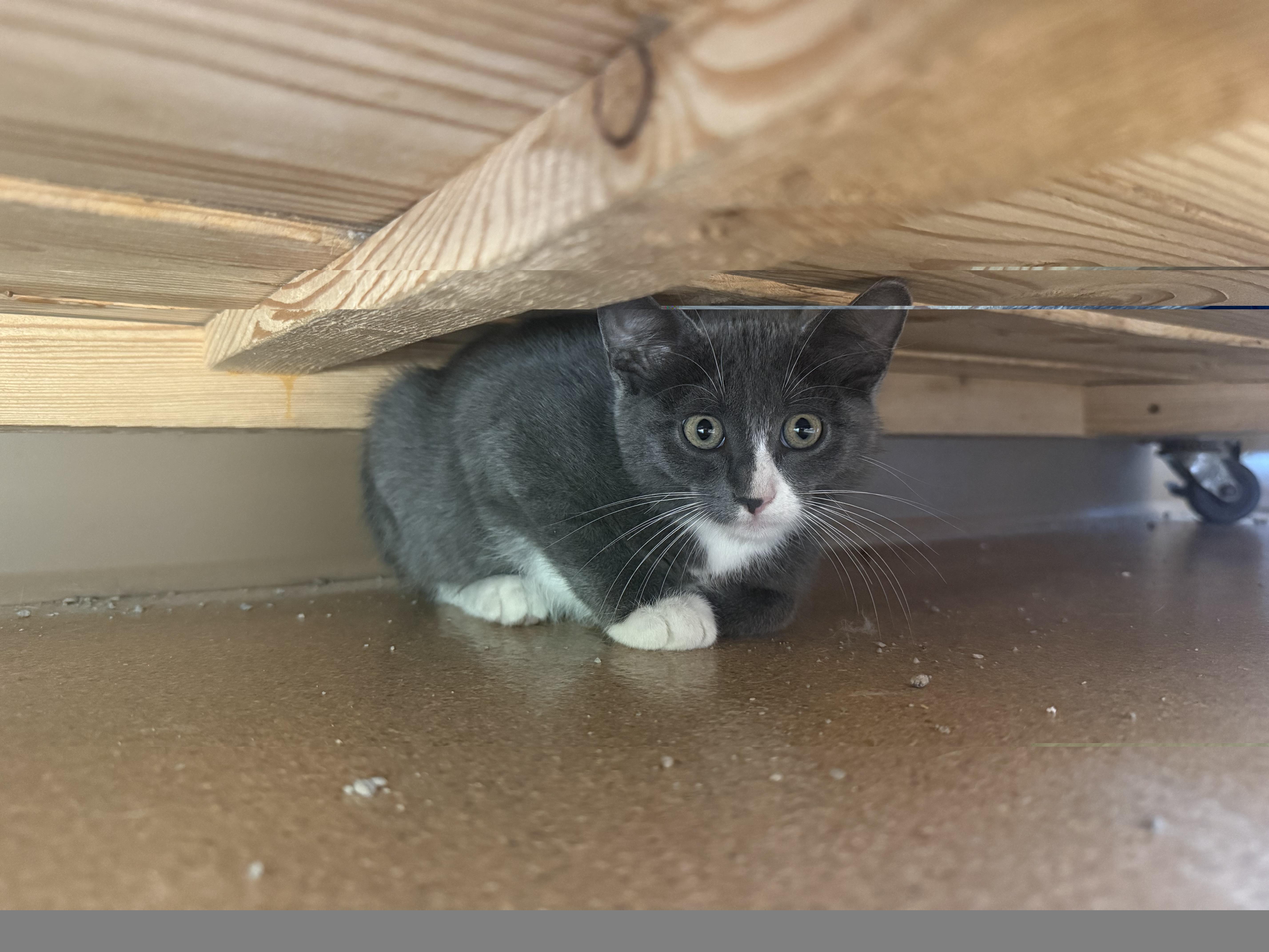 A young medium-sized female Gray & White Domestic Short Hair cat named Fenty for adoption in Brookings, SD