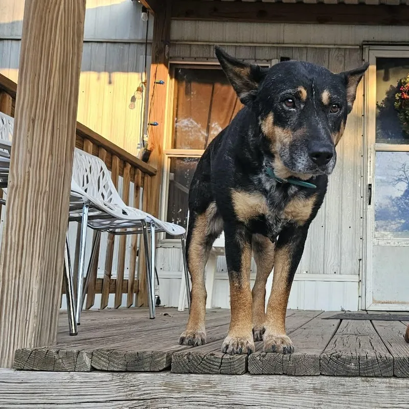 Cleopatra thumbnail 3