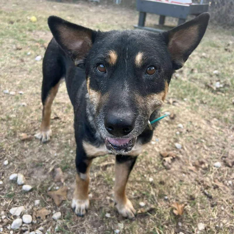 Cleopatra thumbnail 4