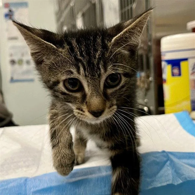 A baby small-sized female Brown / Chocolate Domestic Short Hair cat named Melody for adoption in Tavares, FL