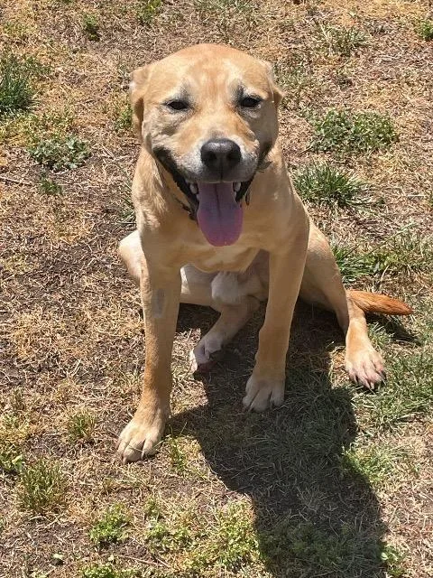 A young large-sized male Yellow Labrador Retriever dog named Fta Calvin for adoption in Newnan, GA