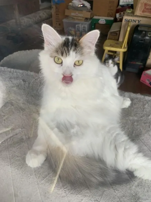 An adult small-sized female Domestic Long Hair cat named Loli for adoption in El Cajon, CA