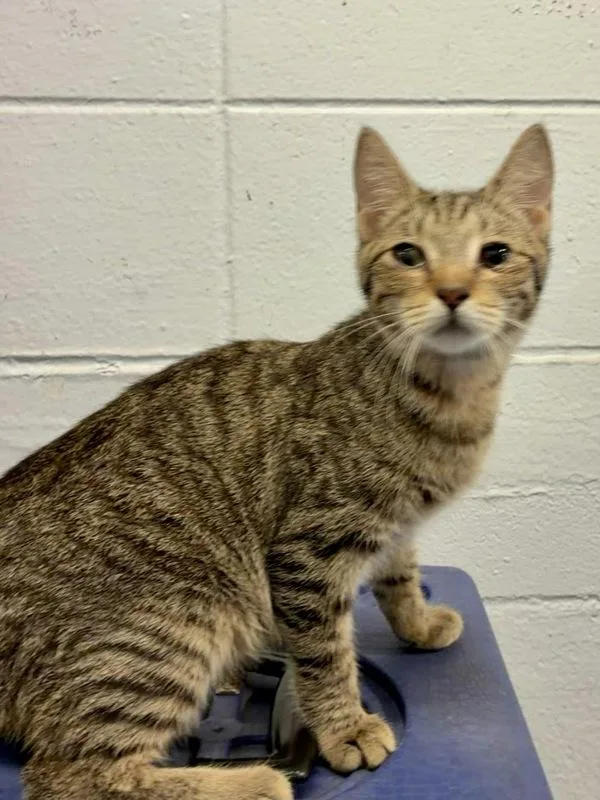 A young small-sized female Domestic Short Hair cat named Sandy for adoption in Mobile, AL