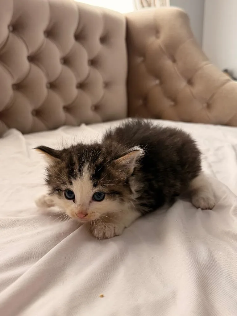 A baby small-sized male Domestic Medium Hair cat named Hurricane for adoption in Newnan, GA