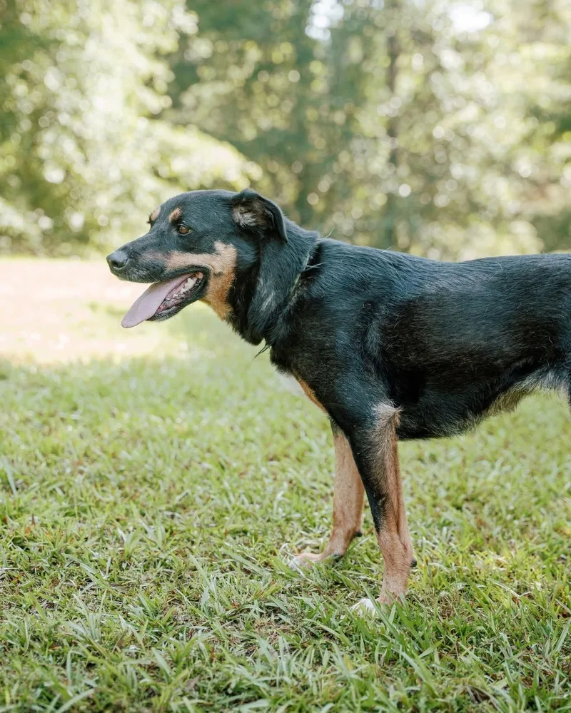 An adult large-sized female Greater Swiss Mountain Dog dog named Bubbles for adoption in Attalla, AL