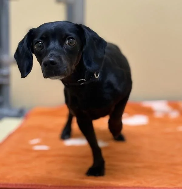 An adult small-sized female Dachshund dog named Pantera for adoption in Sioux City, IA